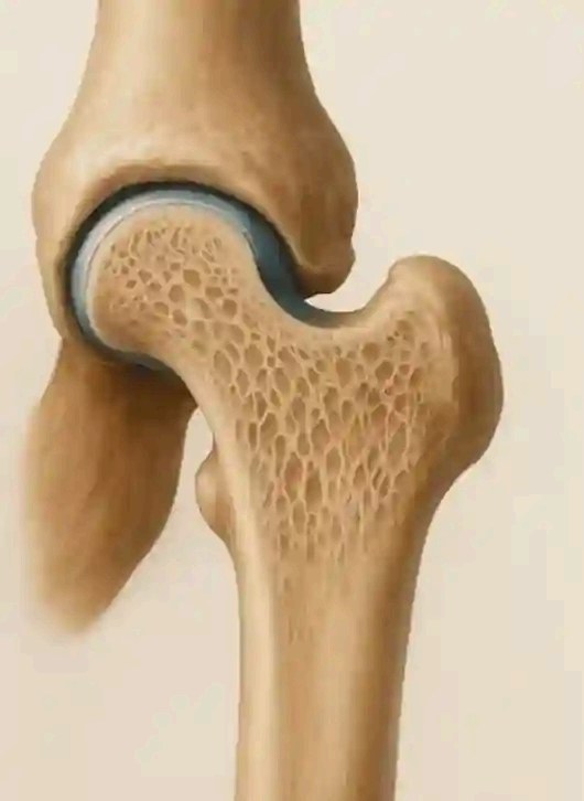 সুস্থ জয়েন্টের কার্টিলেজ